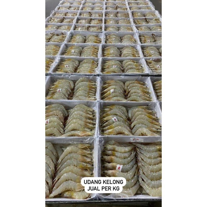 

UDANG KELONG SEGAR - UDANG LAUT SEGAR - UDANG FRESH