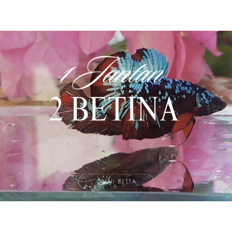 Hiasan Aquarium 1 Jantan 2 Betina Avatar Gordon Size M Real Gambar