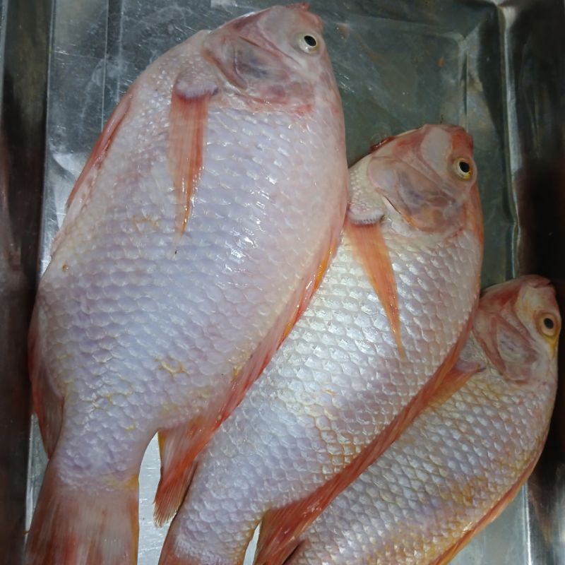 

Nila Merah 1kg (Sudah Dibersihkan)