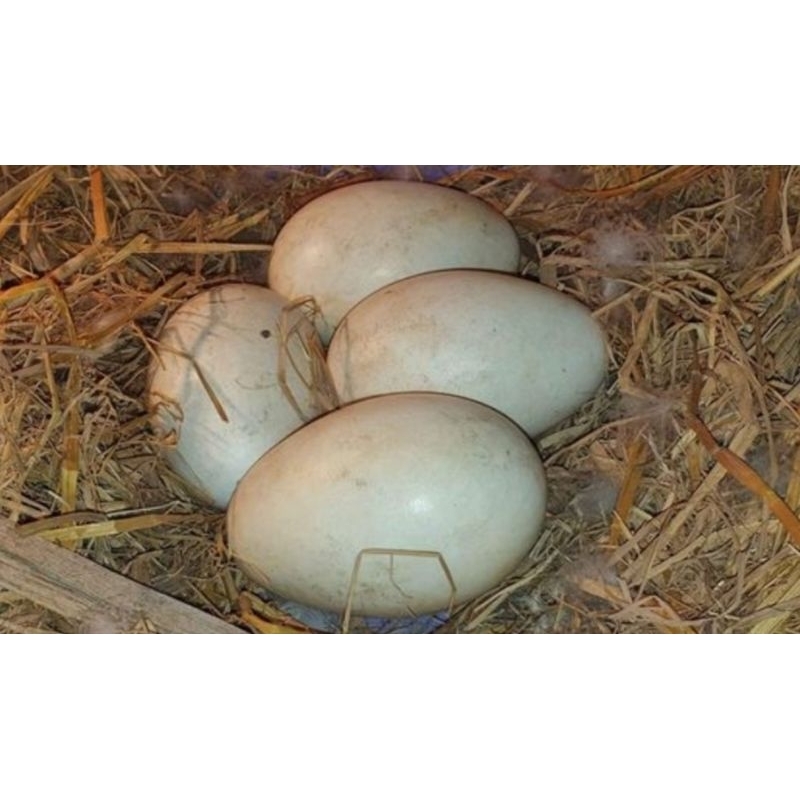 

Telur angsa kuwuk