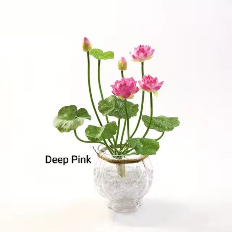 biji teratai lotus benih 20 biji