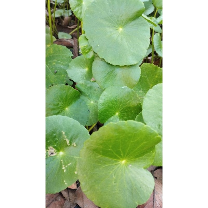 

daun pegagan segar 100gr