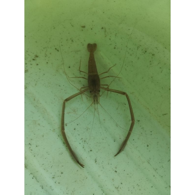 

udang air tawar (hidup bergaransi)