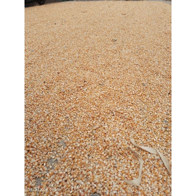 jagung kering pakan ternak.1 kg