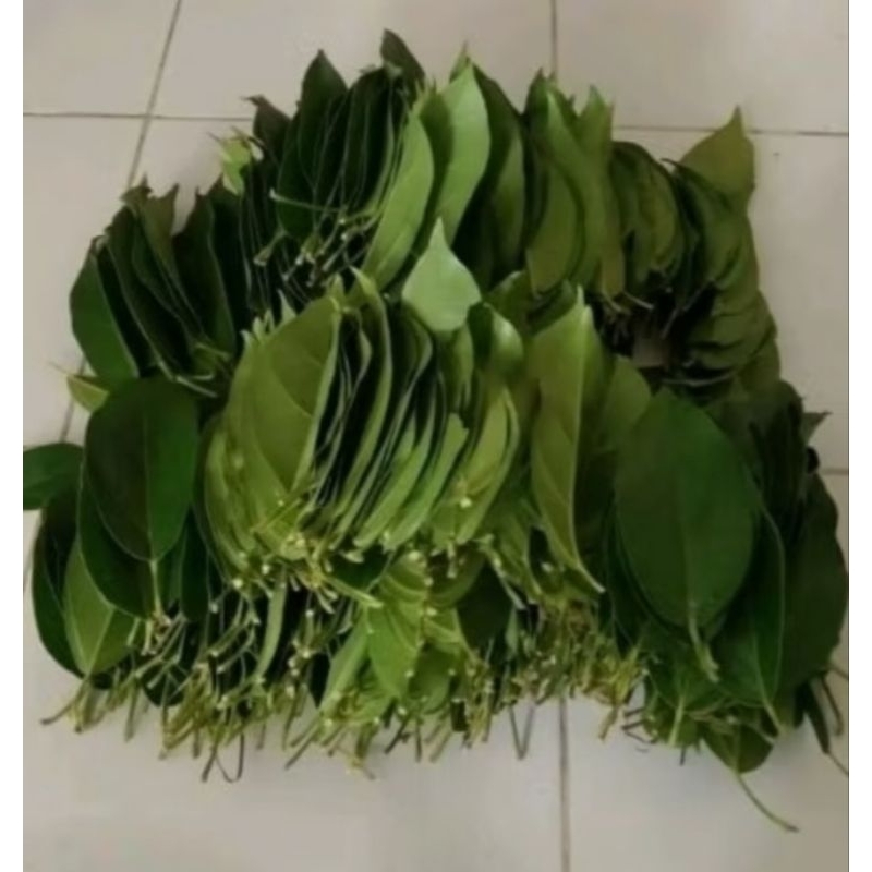 

Daun cincau perdu 1kg / 200 lembar[ langsung petik dari pohon]