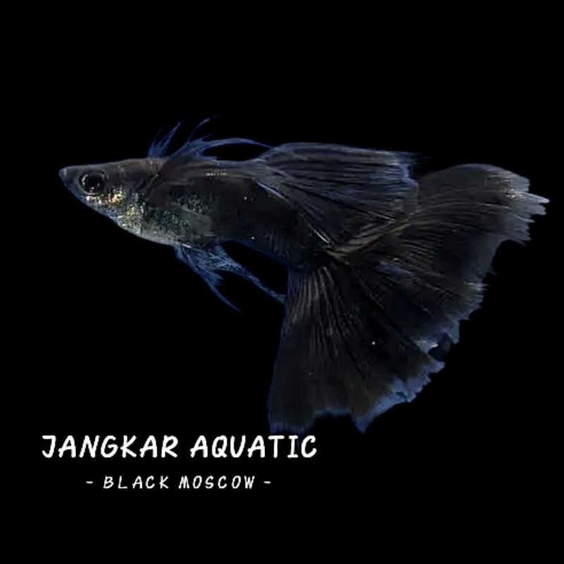 Obat ikan guppy - Black Moscow Ribbon