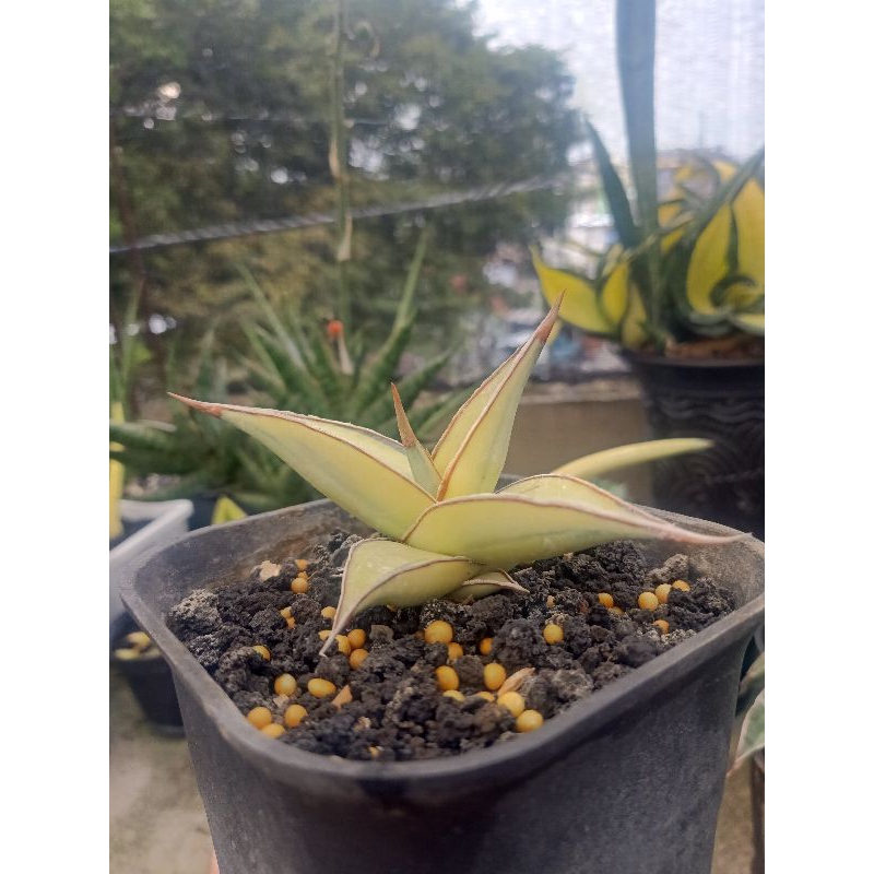 Sansevieria Pinguicula Variegata