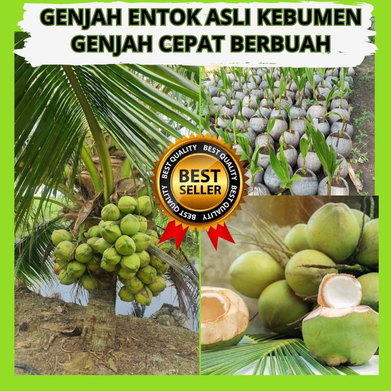 Kelapa Gading Genjah, Kelapa Hijau isi 5 bibit