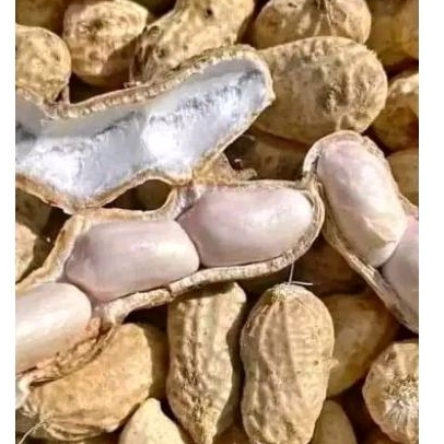 

kacang tanah basah mentah 1 kg untuk direbus