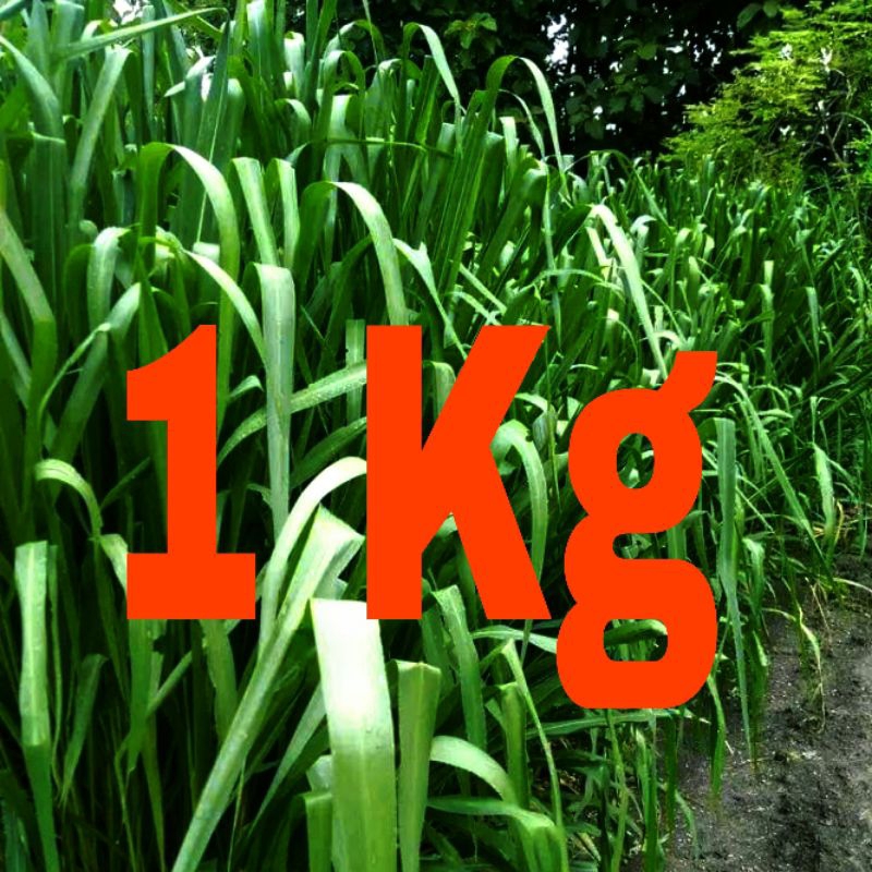 1 Kg Bibit Rumput Mombaca F1 Super Bibit Pakan Ternak Paling Murah