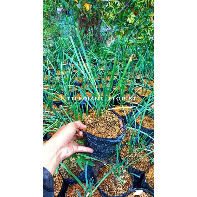 Bibit Tanaman Kucai Sayur/ Daun Kucai