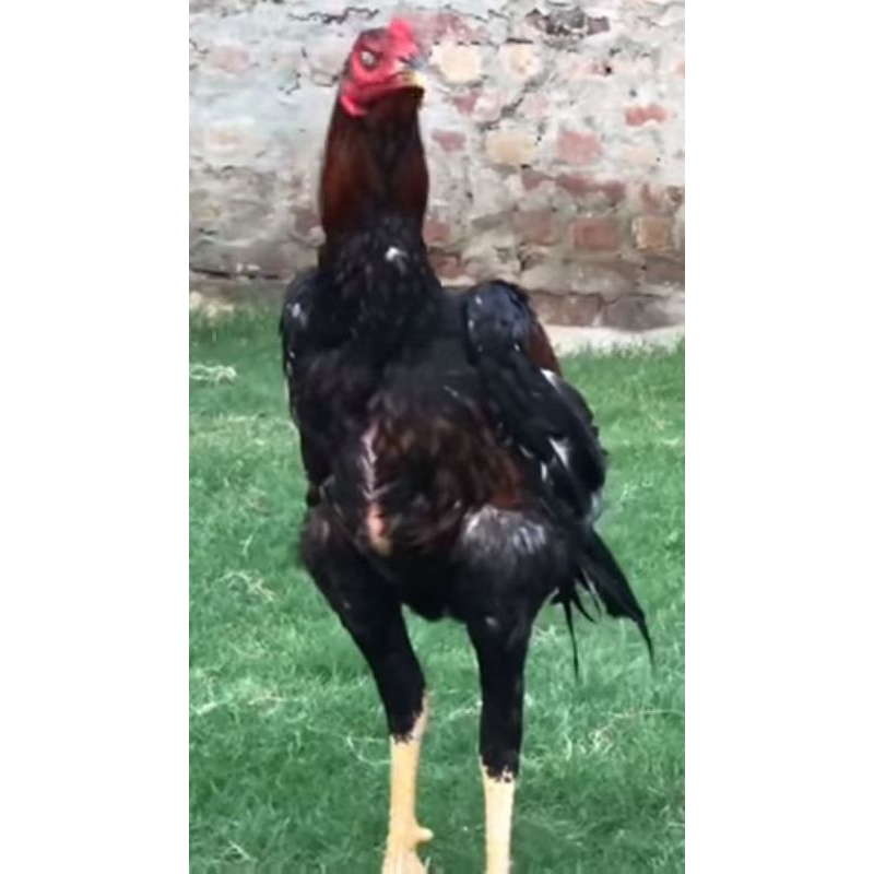 Prokalk Vit + Kalsium ayam 1 kg suplemen ayam vitamin ayam laga