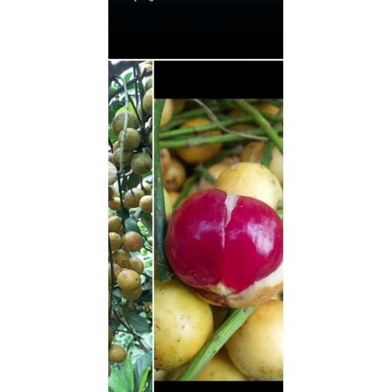 buah kemundung fresh petik langsung 850 gr