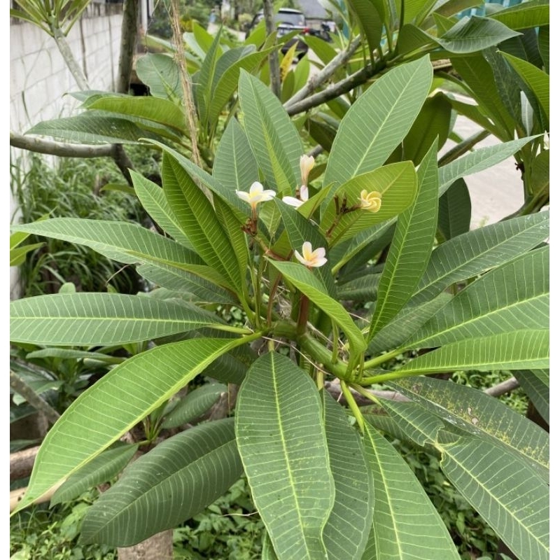 

25 lembar daun kamboja segar