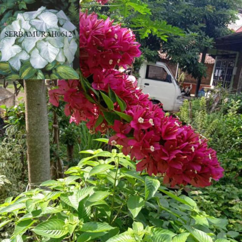 BUGENVIL BUNGA KERTAS//EKOR MUSANG UNGU - BUGENVIL BUNGA HIDUP