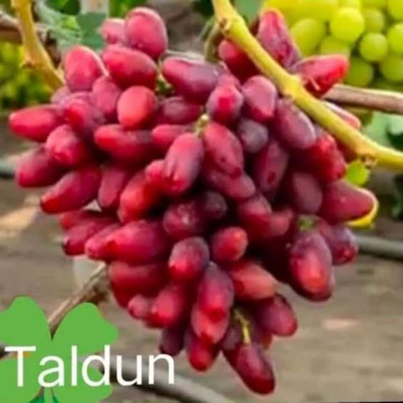 BIBIT  ANGGUR TALDUN RS K5BB/SO4 100% VALID
