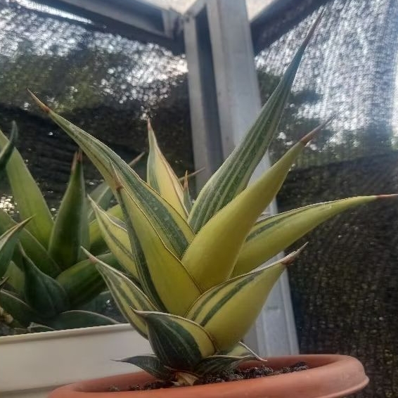 sansevieria pinguicula variegata
