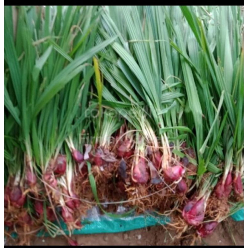 

Bibit bawang dayak per rumpun