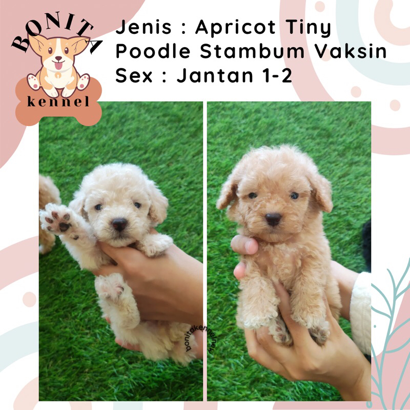 Fawn Tiny Tea Cup Poodle Stambum Particolor Fawn Anak Anjing Poodle Toy Tiny Jantan Betina