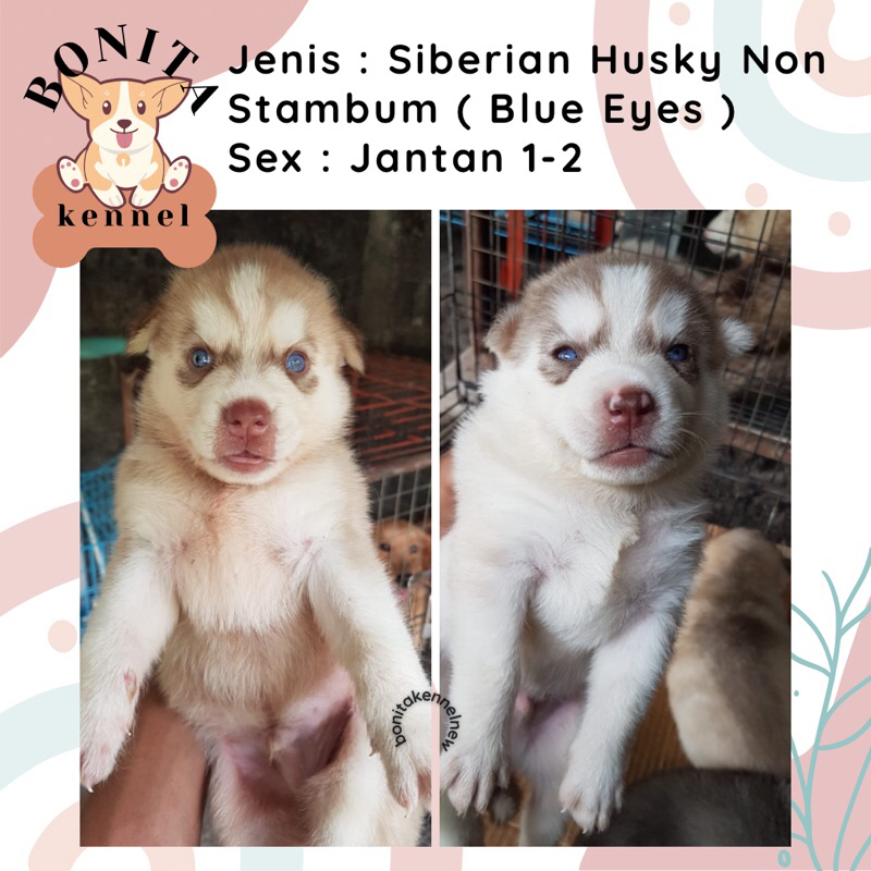 Siberian Husky Long Hair Non Stambum Blue Eyes Jantan Flip Flop Betina Anak Anjing Husky