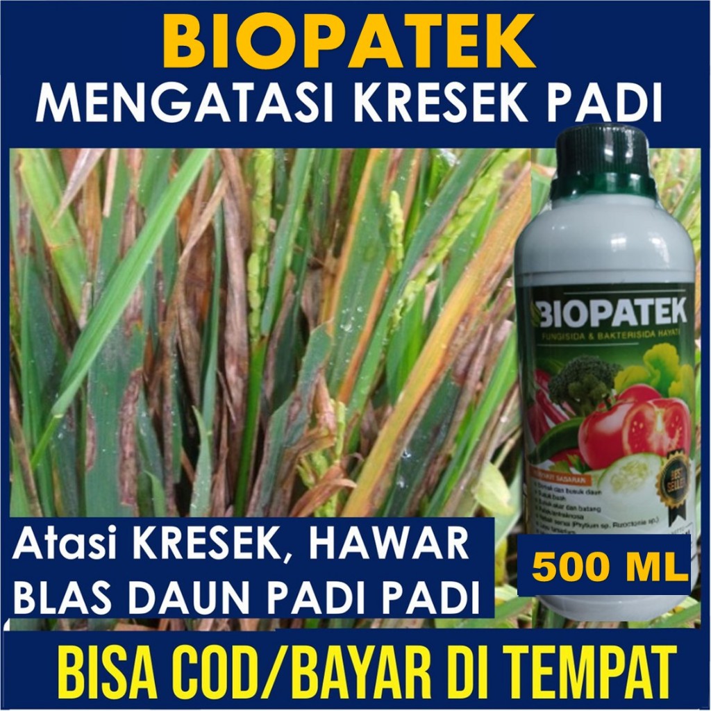 OBAT KRESEK, HAWAR, BLAST PADI, BIOPATEK Fungisida Hayati Obat Hama Kresek HAWAR BLAST Padi