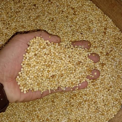 

ketumbar asli!!! 100% bumbu dapur dan pengobatan