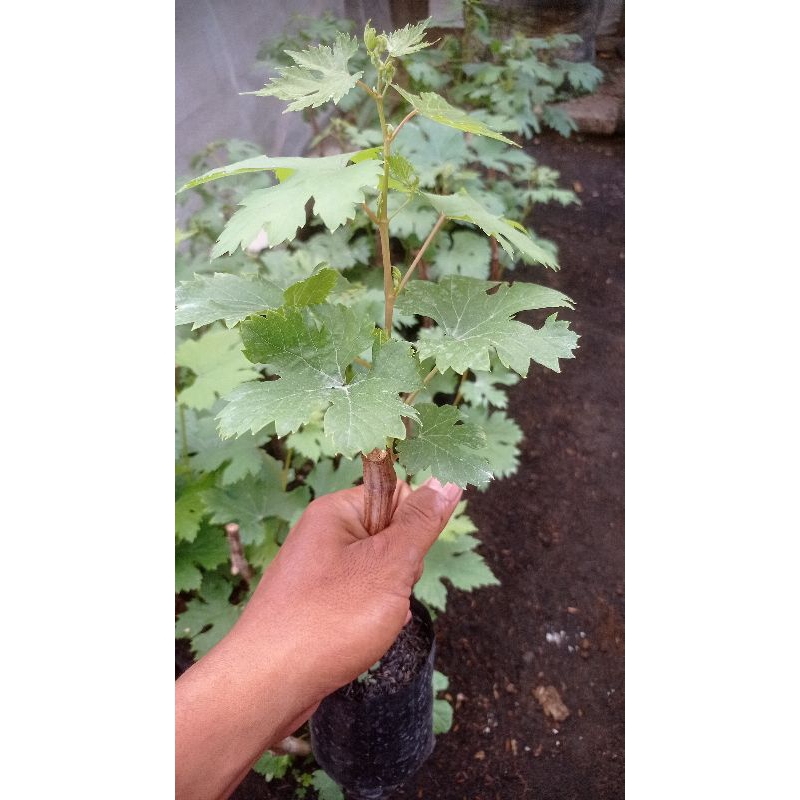 bibit anggur everest ownroot