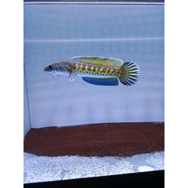Channa Baby Auranti Machulata high fin top size 6-10