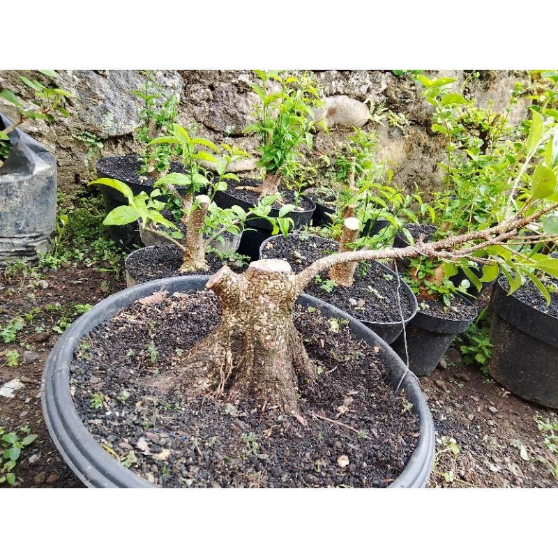 bahan bonsai kimeng prokar