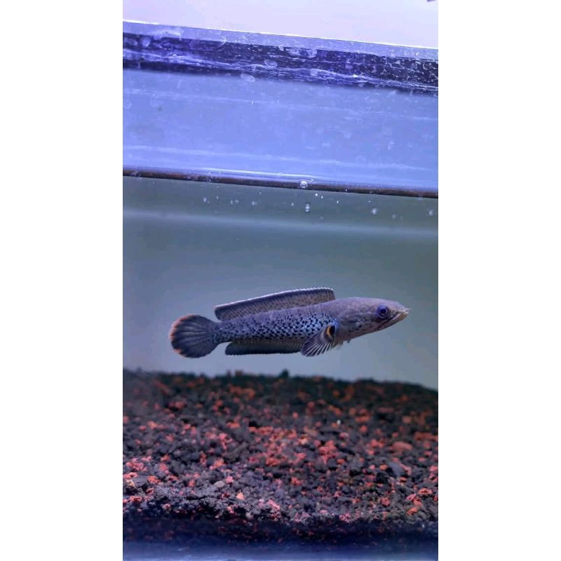 channa baby stewarti full dot size 6-10