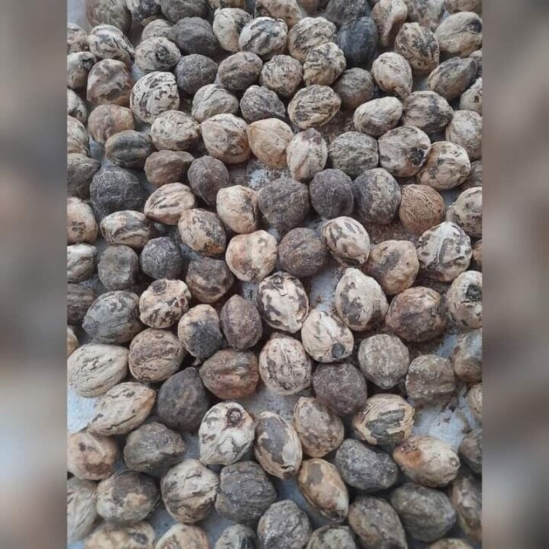 

Kemiri Lanang ,Kemiri Adu Tarung 1 kg