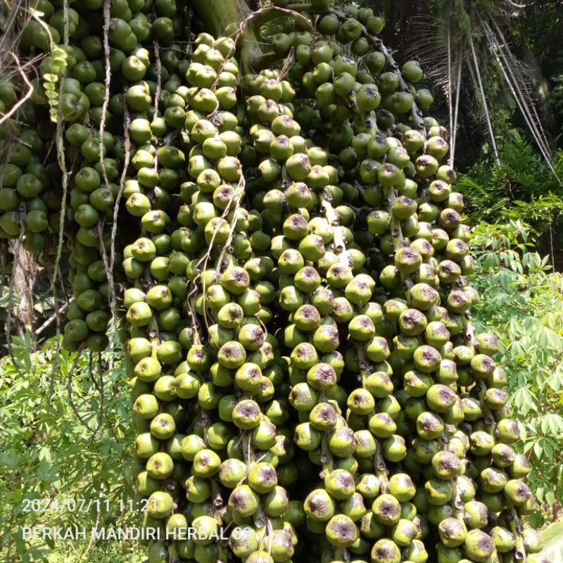 

buah aren mentah segar/1000gram