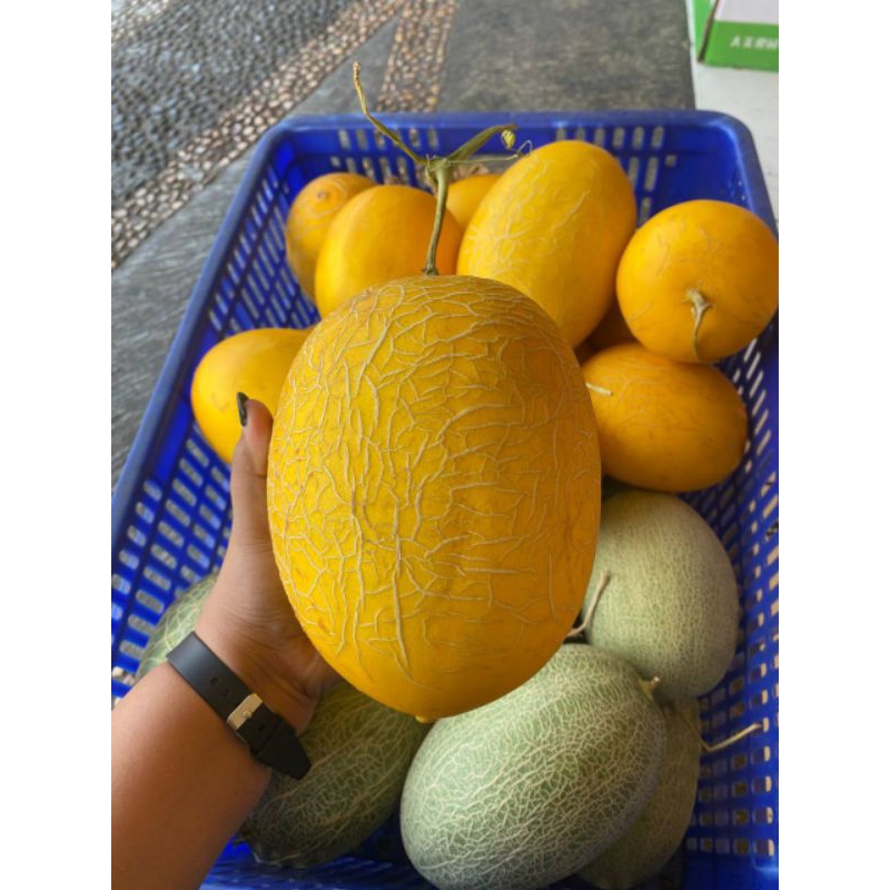 

Melon Alison Perglundung