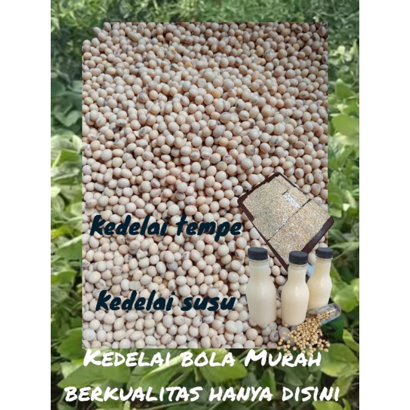 1kg kacang kedelai bola import usa/kacang kedelai tempe/kacang kedelai susu