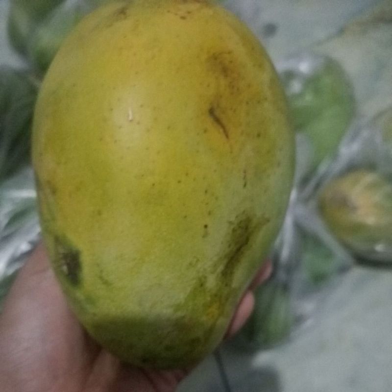

mangga mateng dan tua
