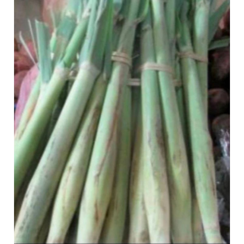 

turubuk,telur tebu 1kg segar sayur dapur