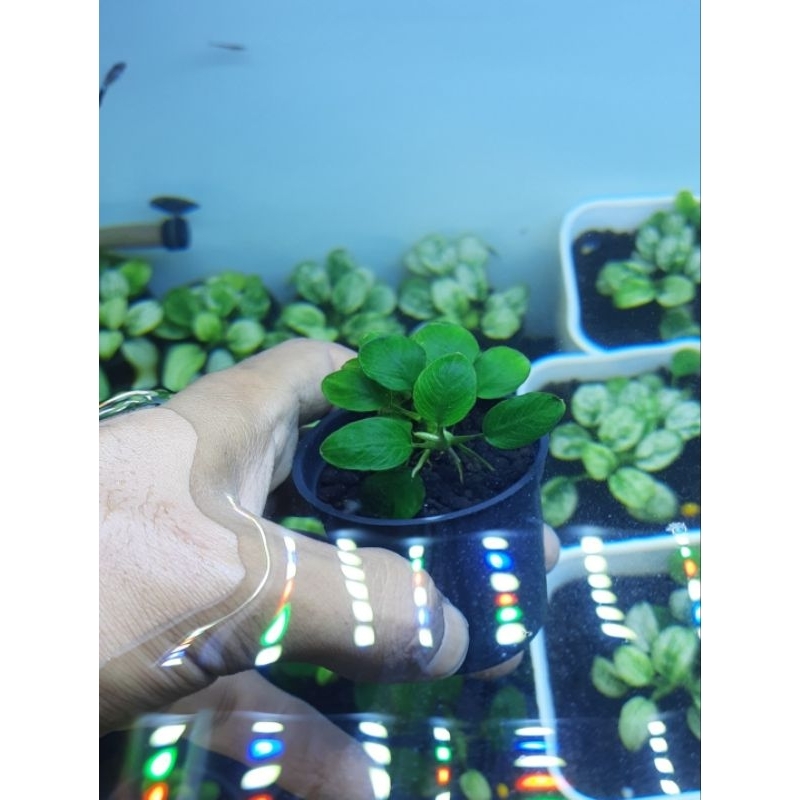Anubias Panda oon.