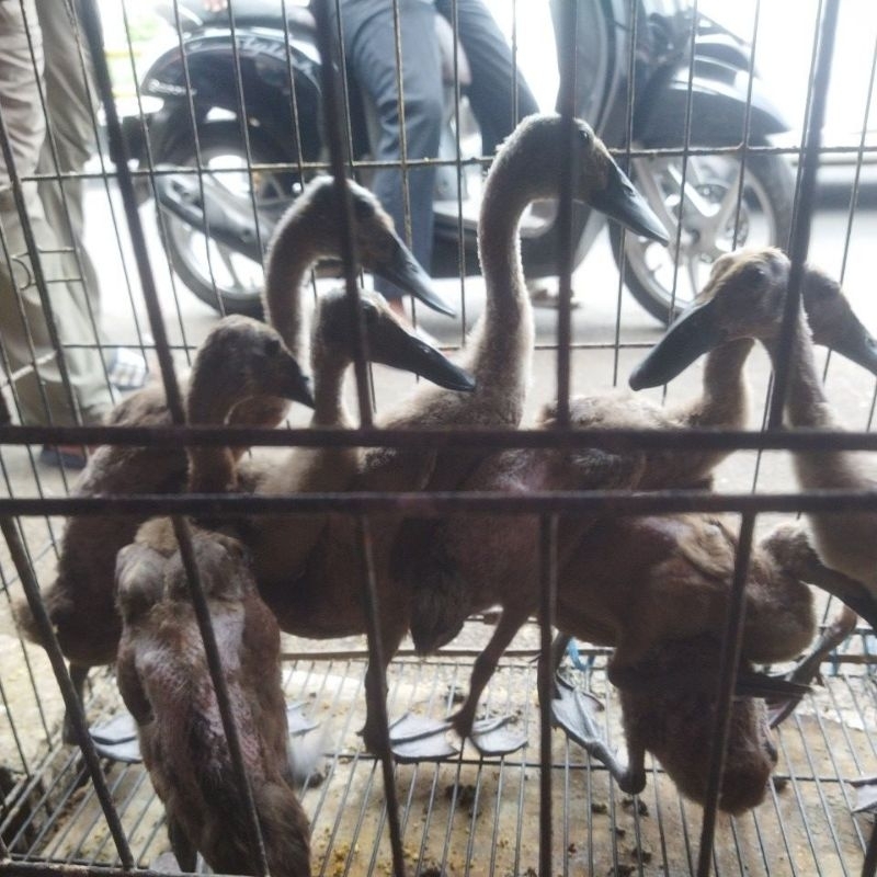 

BEBEK LEHER PANJANG USIA 1 BULAN