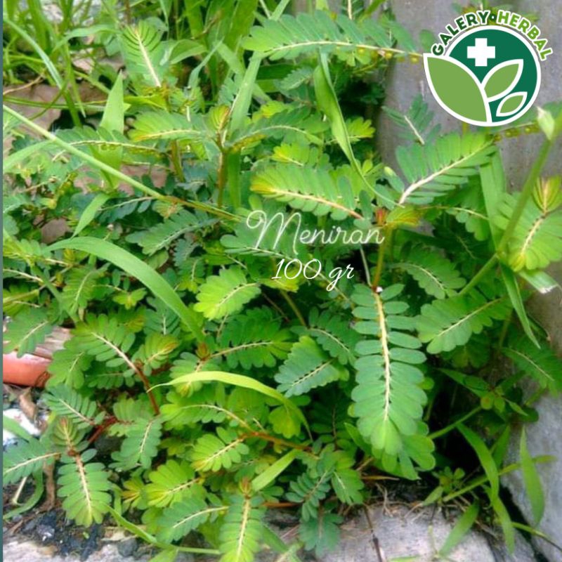 

Daun Meniran Segar 100gr Order Baru Petik / Herbal Daun Meniran