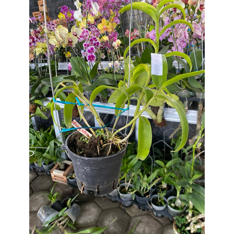 dendro bichaidatum dewasa