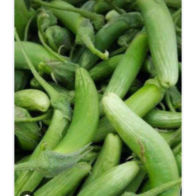 

Terung Terong Telunjuk - Terung Hijau - Sayur Lalapan