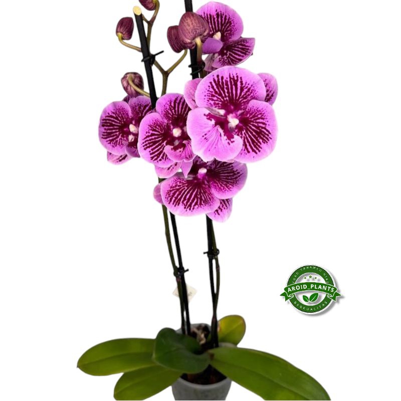 Tanaman Hias Bunga Anggrek Bulan Beagle Berry - Bibit Pohon Bunga Anggrek Bulan - Pohon Bunga Anggre