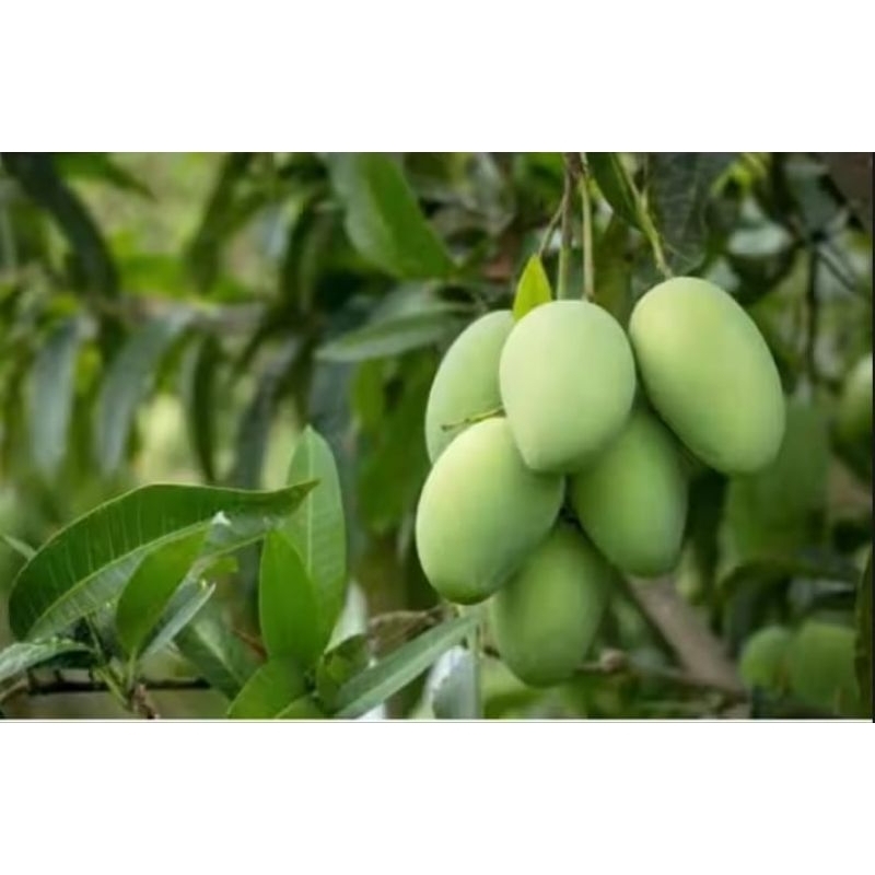 

MANTAPPP !!! 1 KG MANGGA MUDA RUJAK / MANISAN