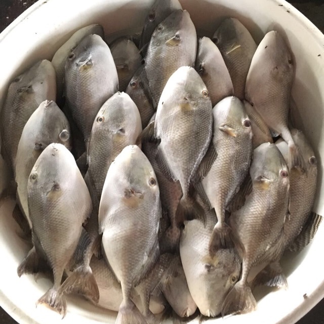 

Ikan Etong / Ikan Jebong / Ikan Ayam / Ikan Kambing Fresh 1.0kg