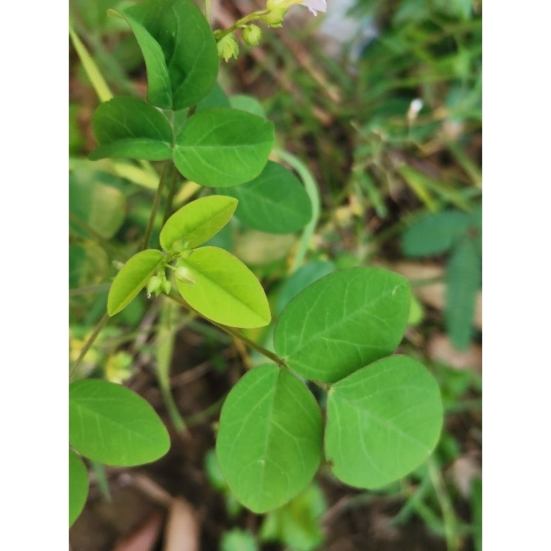 

Daun belimbing tanah/daun calincing fresh.