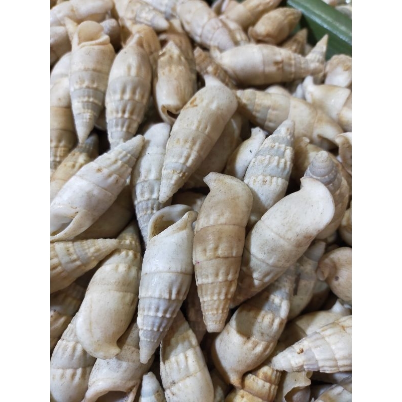 Cangkang kerang - kerang burung - kerang hias - 1 ons - bahan kerajinan - hiasan