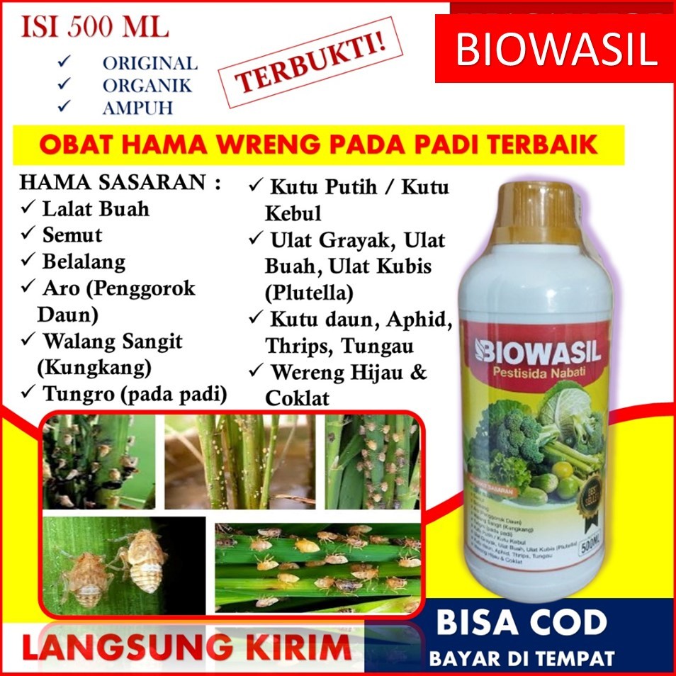 BIOWASIL obat hama padi - Pestisida padi atasi hama padi - inteksida organik pembasmi wereng terampu