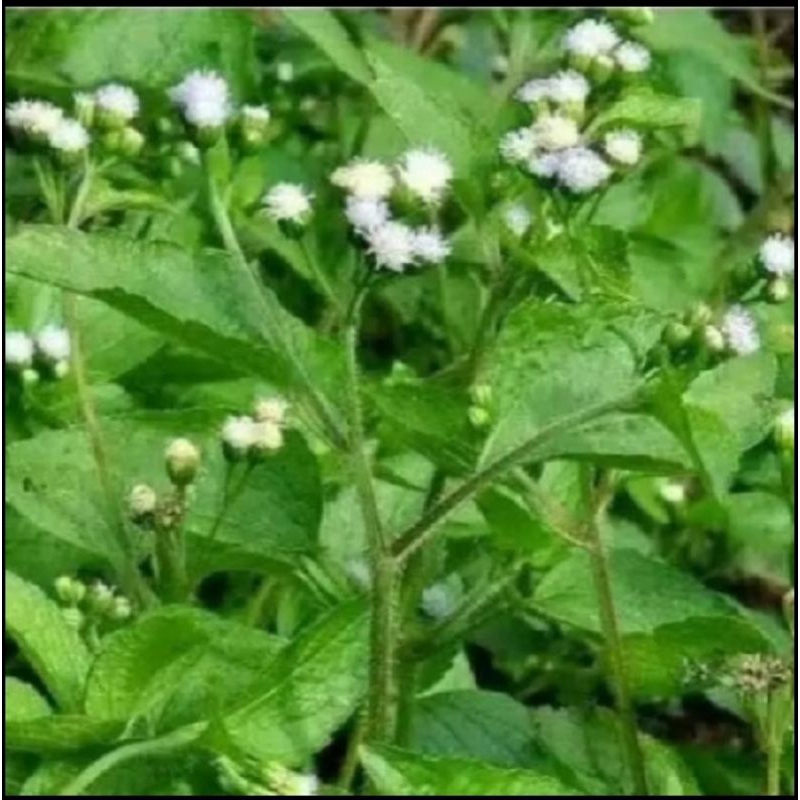 

Daun Bandotan 500 gram