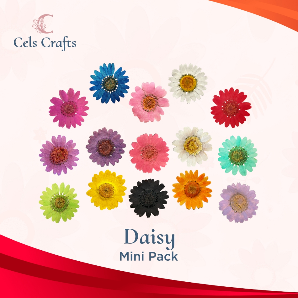 [Mini Pack] Pressed Flowers Daisy Bunga Asli Bunga Daisy Kering Untuk Kerajinan Resin