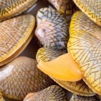 

Kerang MTF Kerang Batik @250Gra,500Gram - 1 KG